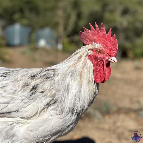 French Splash Marans – Four Acorns Farm