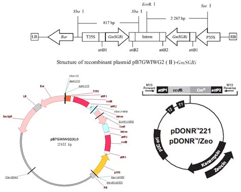 Journal of Biosciences | Indian Academy of Sciences