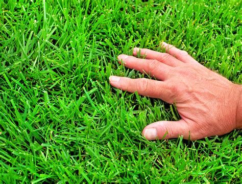 Best Time of Year to Plant Grass Seed - Backyard Boss - when is best time to seed lawn