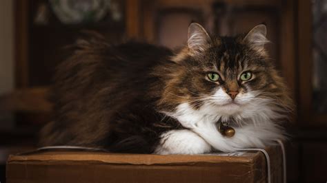 Download wallpaper cat, cat, look, face, box, lies, bell, fluffy ...