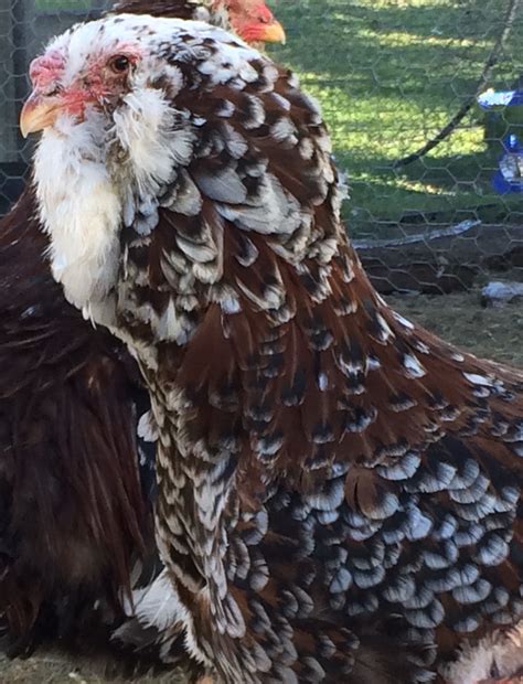 Spangled Russian Orloff Hen at Rare Feathers Farm