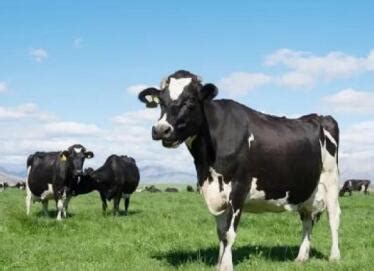 现代牧业发布2021年ESG报告，提及多项奶牛福利举措-企业官网