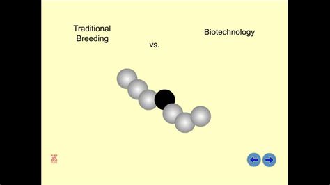 Selective Breeding Ancient Biotechnology Examples 的图像结果