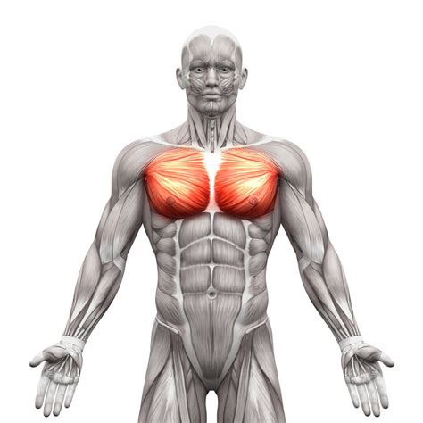 Inner Chest Workout: Build Your Chest With These 11 Exercises – Fitbod