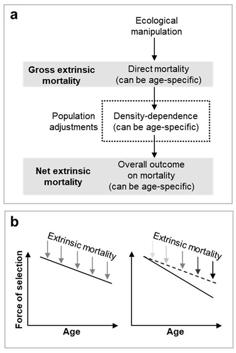 The Architecture of Aging: Decoding Evolution's Calculations[v1 ...