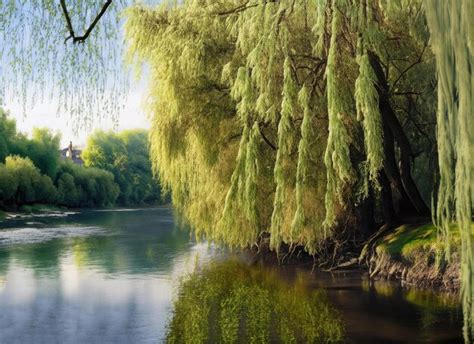 Lake 的图像结果