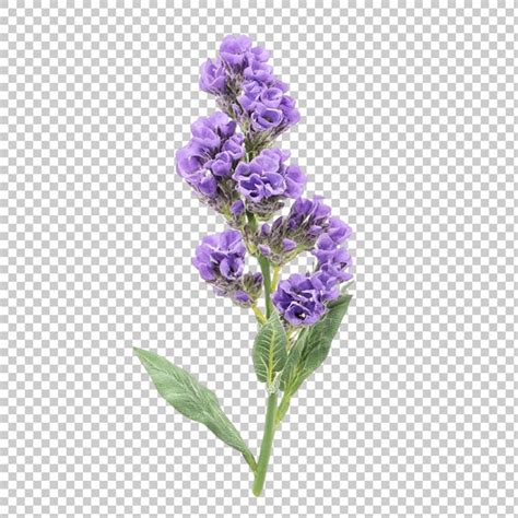 Catmint flower png isolated on transparent background | Premium AI ...