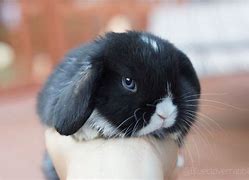 Image result for Blue Cute Baby Bunnies