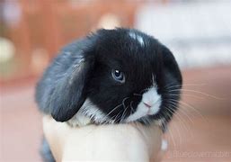 Image result for Brown and White Holland Lop