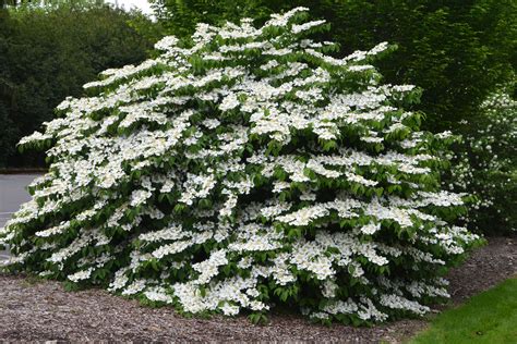 Viburnum plicatum var tomentosum landscape plants – Artofit