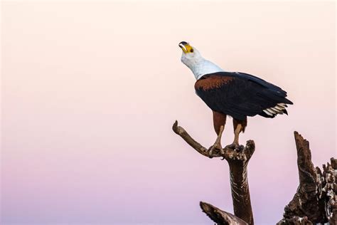 The African Fish Eagle - Know your subject - Bird photography
