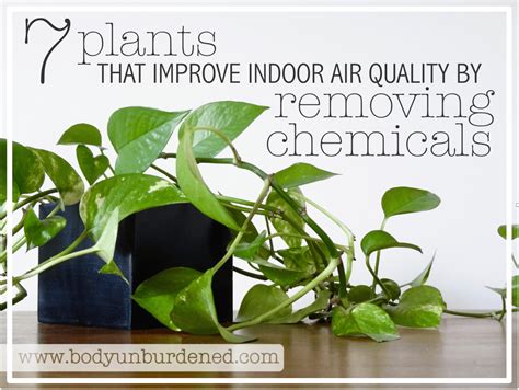 7 Plants that Improve Indoor Air Quality by Removing Chemicals