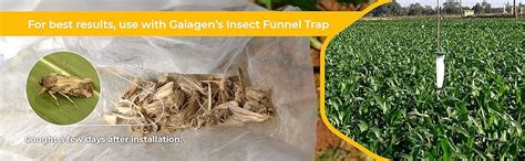 GAIAGEN Lures - Pheromone Lure for Fall Armyworm (Spodoptera frugiperda ...