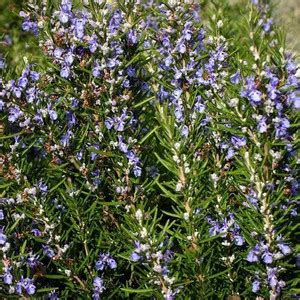 VibeX ® LXI-74 Rosemary Seeds (Rosmarinus officinalis) Seed Price in ...