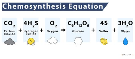 Image result for Chemosynthesis Examples