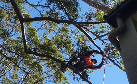 Image result for St. Helena Tree Felling