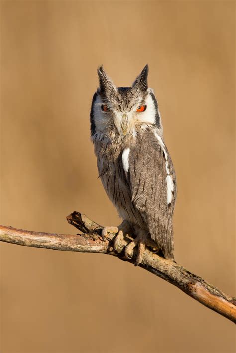Northern white faced owl 4139313 Stock Photo at Vecteezy