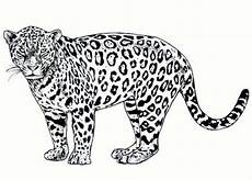 ausmalbilder jaguar ausdrucken ausmalbilder jaguar ausdrucken ausmalbilder ausmalbilder jaguar ausdrucken ausmalbilder jaguar ausdrucken ausmalbilder