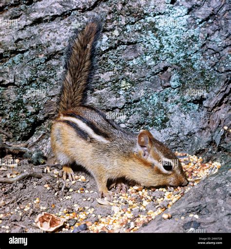 Image result for Digesting Chipmunk