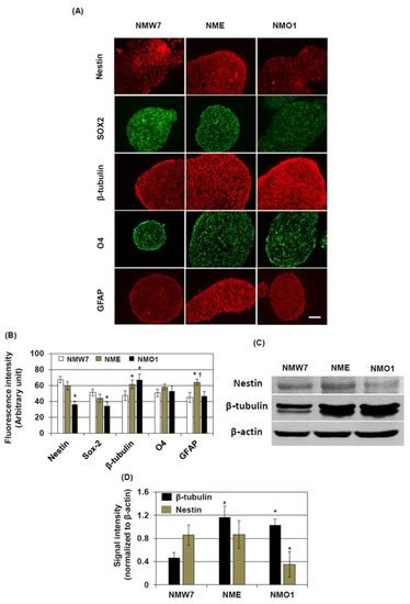 Alteration of Neural Stem Cell Functions in Ataxia and Male Sterility ...