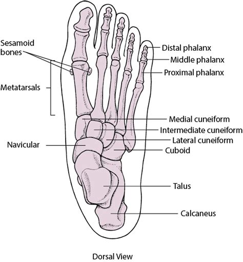 Sesamoid Bone Foot