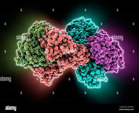 Succinyl-CoA synthetase enzyme, molecular model. Also known as succinyl ...