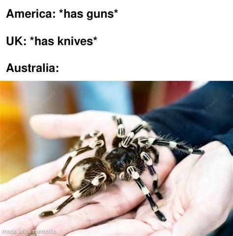 Australia Spider Season