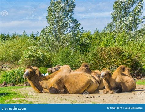 Camels Humping