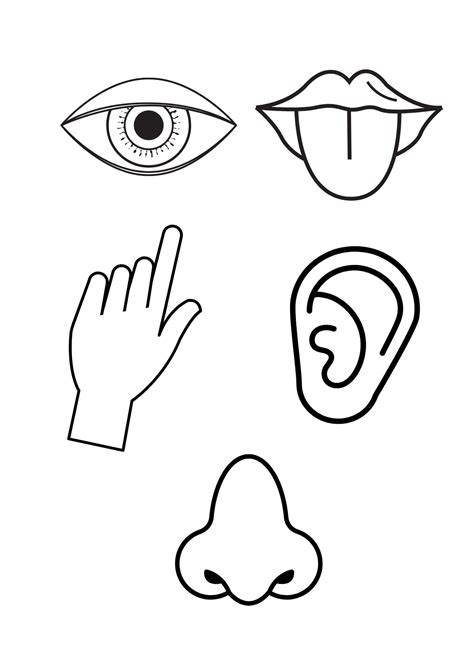 5 Senses Coloring Pages Sketch Coloring Page