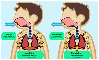 Class 7 Science Chapter 6 Question Answers - Respiration in Organisms