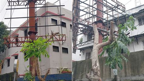 Mumbai News: BMC's G South Ward Files FIR Over Beheading Of 13 Trees ...