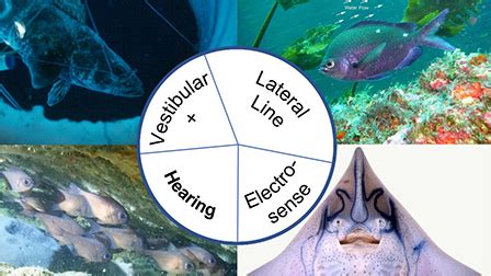 Sound of Fish Underwater 的图像结果