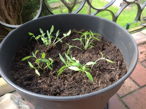 Bell Pepper Seedlings