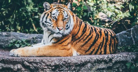 One Million Species Risk Extinction Thanks To Us Humans