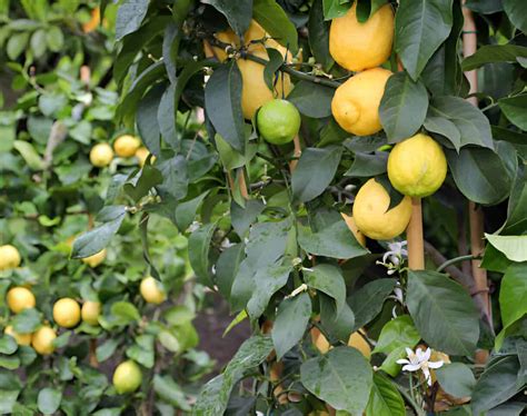 Citrus Lemon 'Meyer Improved': Plant Care and Growing Guide ...