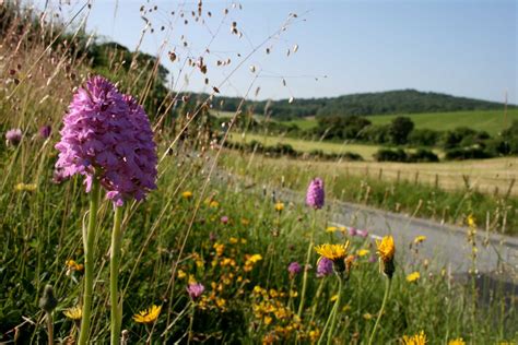 Road Verges - Plantlife
