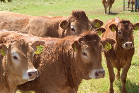 Iowa cattle growers ask Congress to address a beef over market rules ...