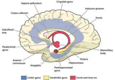 Cingulate Gyrus Function 的图像结果