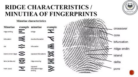 fingerprint characteristics | PPTX