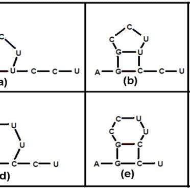Basic Structure of RNA 的图像结果