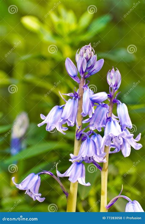 Blue Bell Flower stock photo. Image of stem, flower, spring - 77283058
