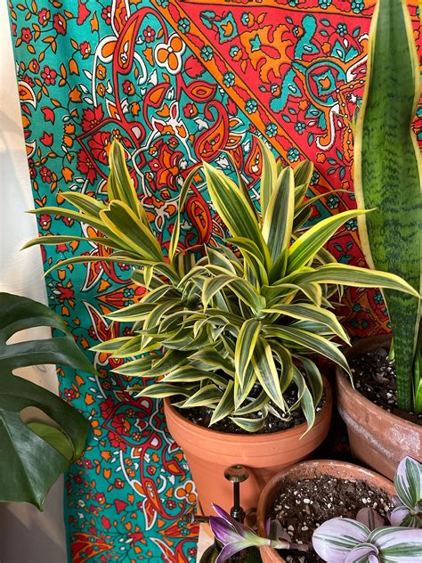 What Plant is this? : r/plants