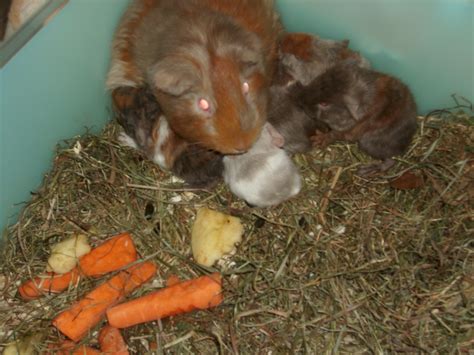 Meerschweinchen Kleinanzeigen