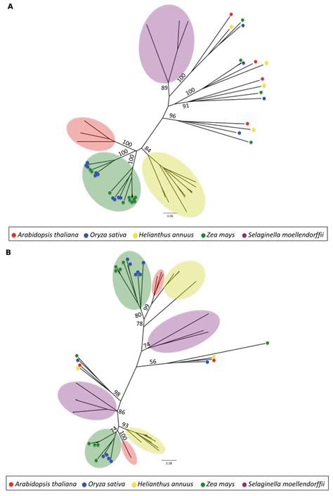 Sequence-Based Analysis of Structural Organization and Composition of ...