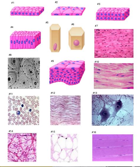 Identifying Tissue Types 的图像结果