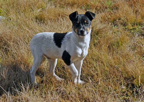 Are Brazilian Terriers Smart Dogs