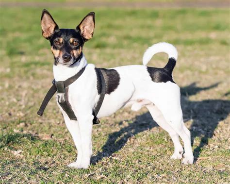 Pups with Perfectly Pointy Ears: 18 Common Dog Breeds - A-Z Animals