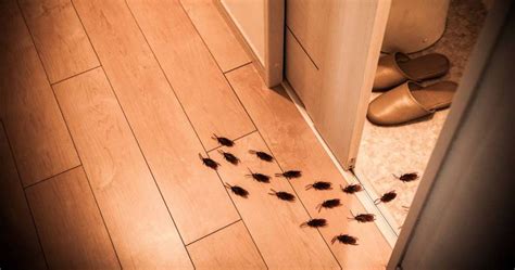 Cockroach Infestation Solutions 的图像结果