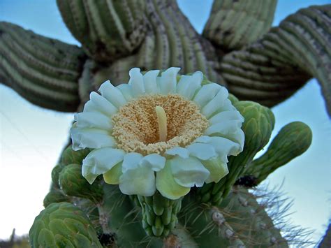 The saguaro cactus of the Sonoran Desert bursts into bloom each spring ...