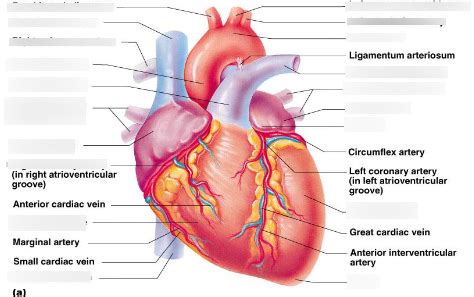 Cardiology 的图像结果